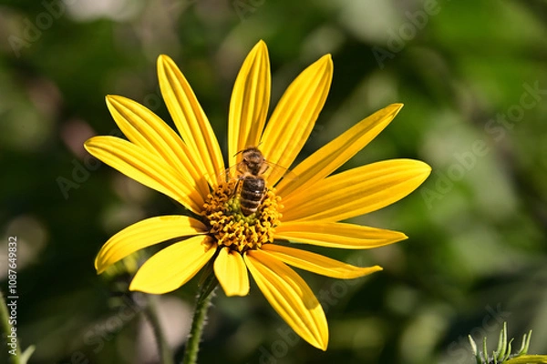 Obraz Bee on artichoke flower