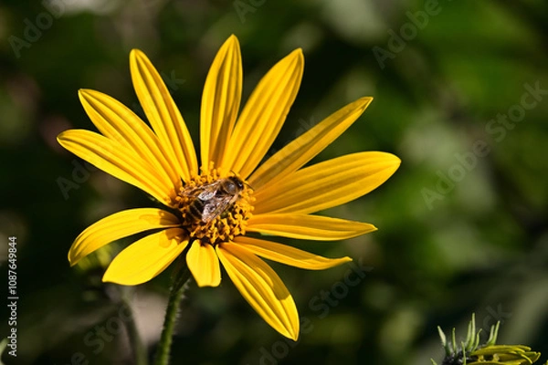 Obraz Bee on artichoke flower