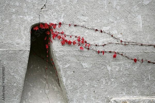 Obraz Red leaved vine on white wall