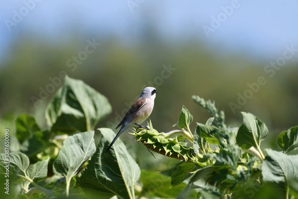 Obraz Small bird on sunflowers