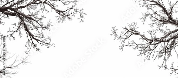 Fototapeta Tree Branches Isolated On White Background
