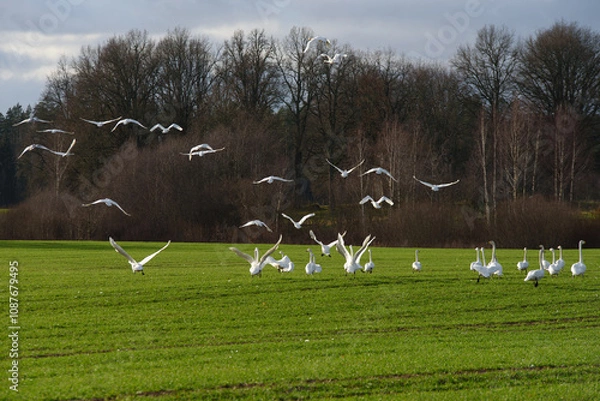 Fototapeta white swans in a green meadow with tractor tracks in a sunny cloudy autumn day at the edge of the forest