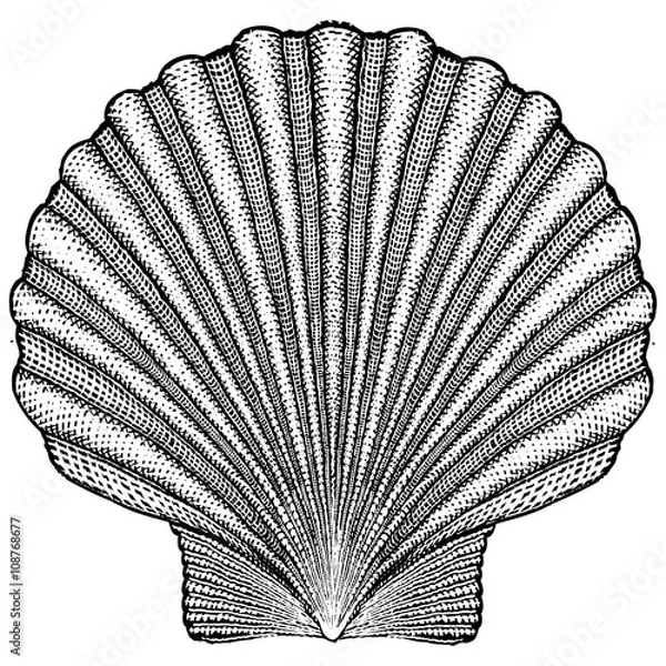 Obraz Scallop Illustration