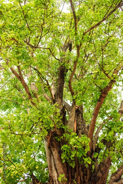 Fototapeta Green tree in forest