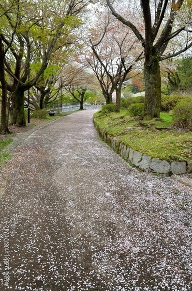 Obraz 山科疎水沿いの道