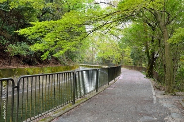 Fototapeta 京都　山科疎水