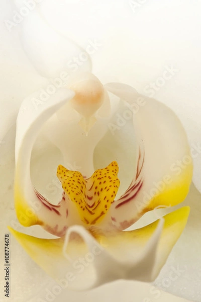 Obraz Orchid