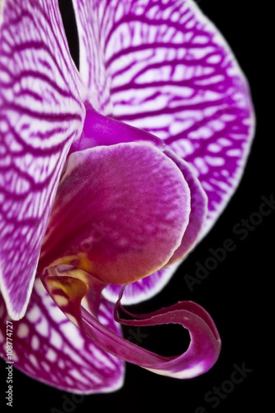 Obraz Orchid
