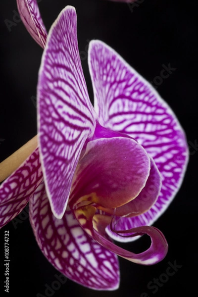 Obraz Orchid