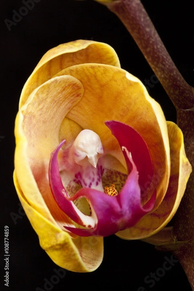 Obraz Orchid