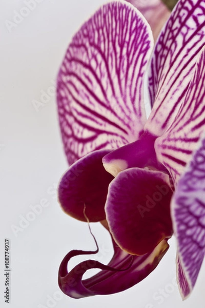 Obraz Orchid