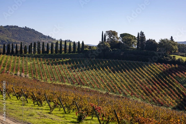 Fototapeta typical Tuscan landscape with cypresses trees and vineyards