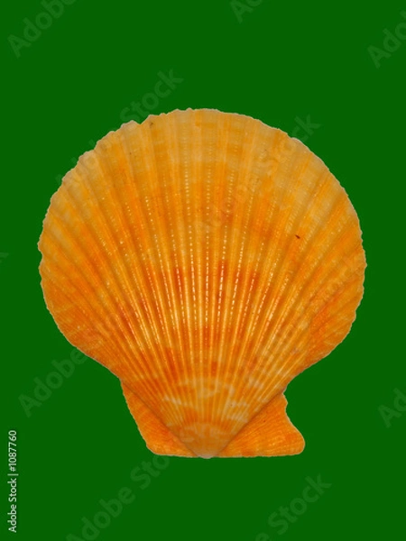 Obraz orange seashell
