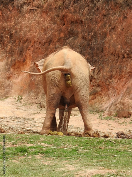 Obraz An elephant, on its back, urinating and defecating. On the ground, you can see portions of poop. Its tail is stretched out to the side.