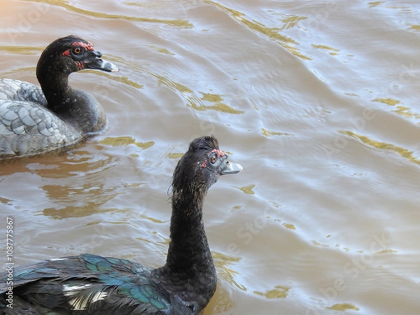 Fototapeta Close-up of two black ducks swimming in a lake. They have black and white striped bills and a red fleshy formation above their eyes. The duck in the foreground appears to have a tuft on its head.