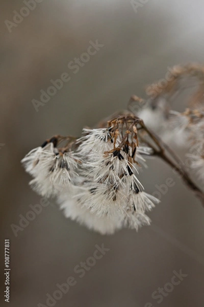 Obraz Holland nature