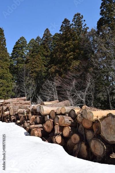 Obraz 丸太の雪解け／昨年の秋に伐採され、約2mの雪の中に隠れてしまった丸太ですが、春になり雪が解けて見えてきた、杉の丸太を撮影した写真です。