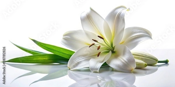 Fototapeta Condolence art image of funeral lily with deep depth of field on white background