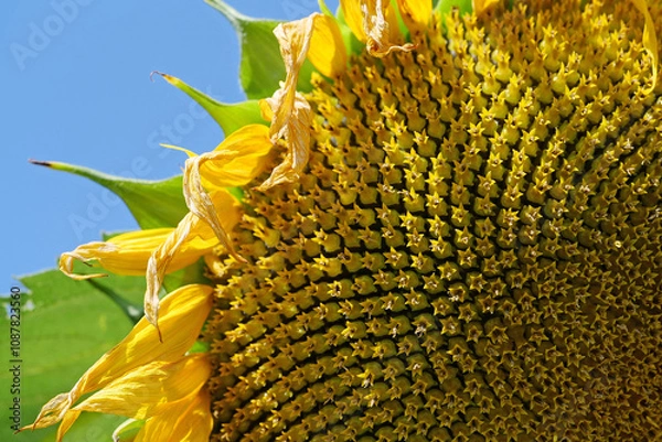 Obraz Fibonacci golden ratio in nature and sunflower seeds. Golden ratio in sunflowers