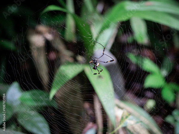 Obraz spider on a leaf