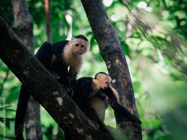 Obraz White face Monkey