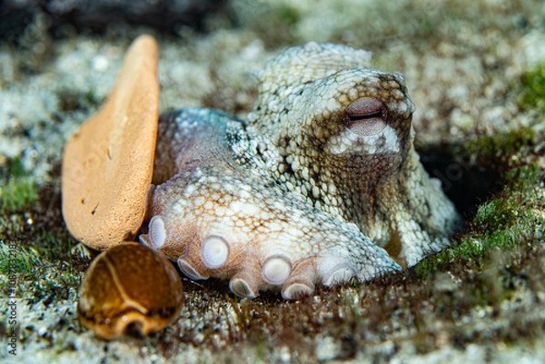 Fototapeta Little octopus hiding in his cave