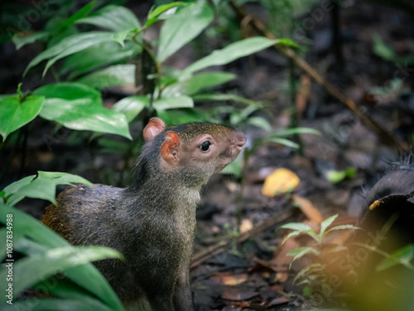 Obraz squirrel in the forest