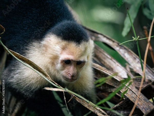 Obraz White Face Monkey