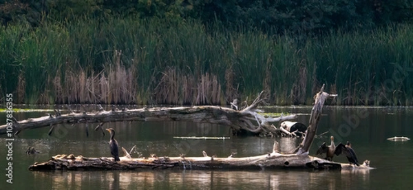 Fototapeta A flock of cormorants standing on wood for resting
