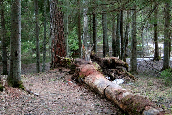 Obraz A fallen tree in a coniferous forest, close-up