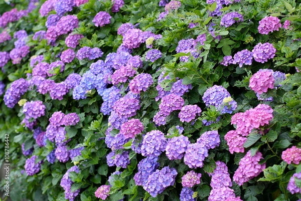 Fototapeta 紫陽花