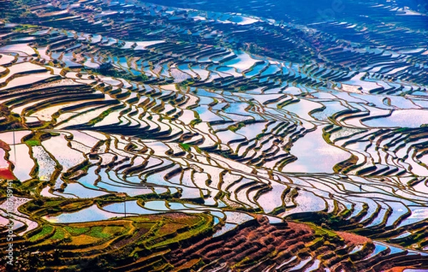 Obraz Flooded rice fields in South China