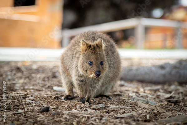 Obraz Wild Quokka with a leaf
