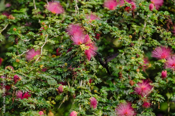 Obraz Colibri Guadeloupe