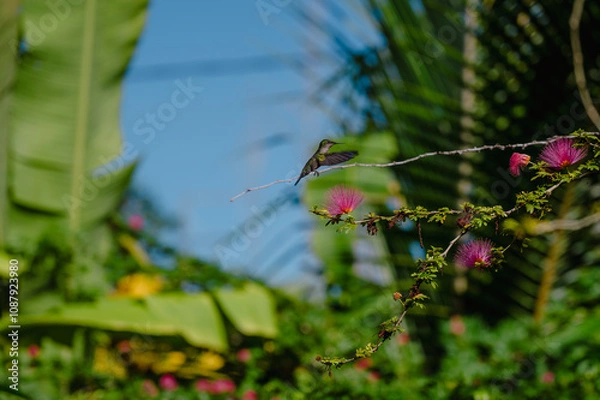 Obraz Colibri Guadeloupe