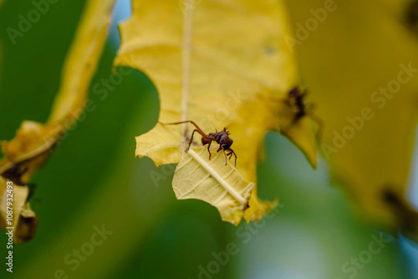 Obraz Fourmis manioc de Guadeloupe