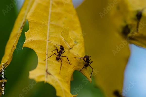 Obraz Fourmis manioc de Guadeloupe