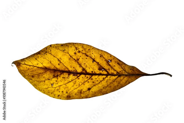 Obraz Jesienne liście