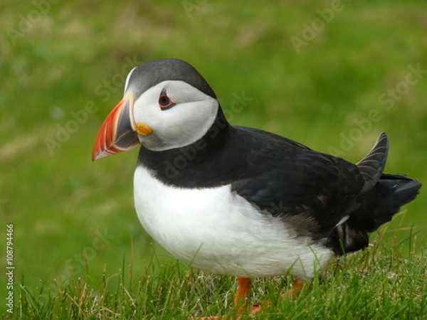 Obraz Papageitaucher (Puffin)