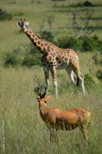 Obraz Giraffe und Antilope