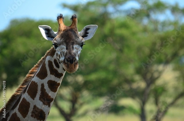 Obraz Giraffe im Portrait