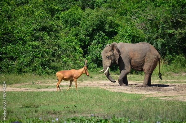 Obraz Giraffe im Portrait