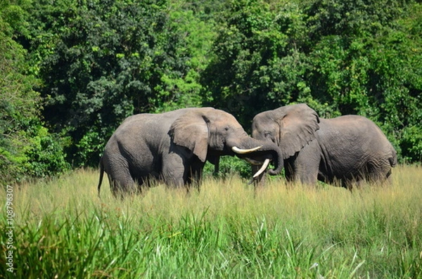 Obraz Giraffe im Portrait