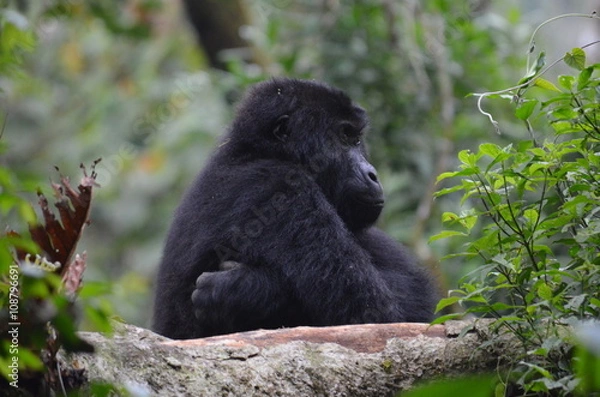 Obraz Gorilla im Profil