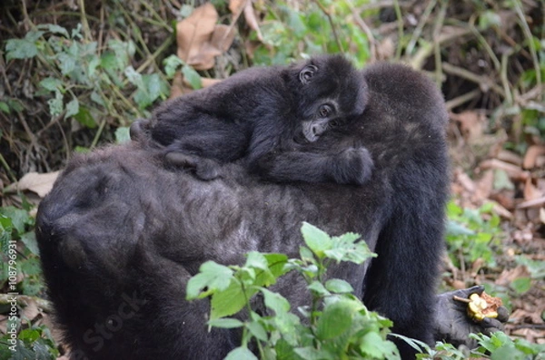 Obraz Gorillamutter mit Baby