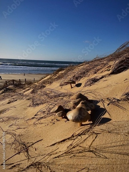 Obraz mushroom in the sand 