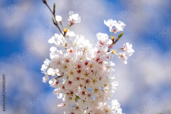 Obraz White blooming flowers in spring time. Nature background. Blooming branch of flowers. Blooming flower pattern design. Cherry blossoms in blooming.
