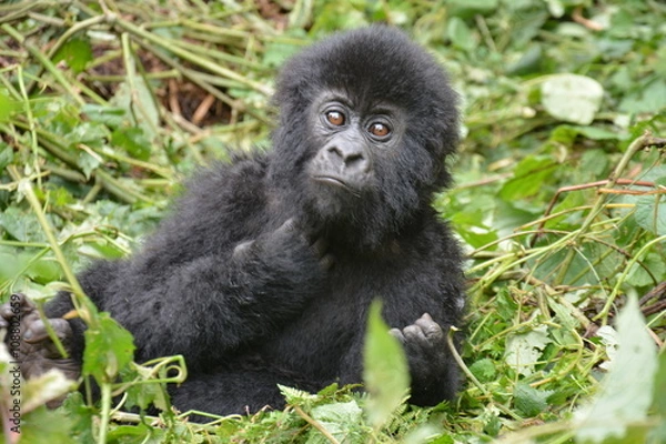 Obraz Gorillababy beim Spielen