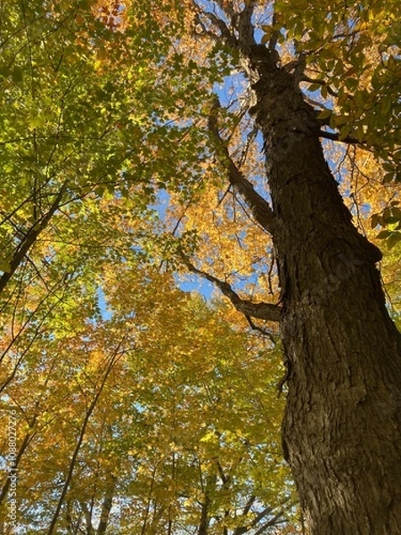 Obraz looking up into the trees