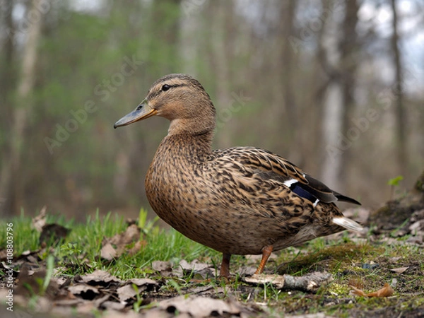 Fototapeta Duck walks in the woods. Spring. Portrait of duck 